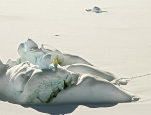 New population of polar bears found in sea-ice free region