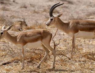 In a parched land, Iraqi gazelles dying of hunger