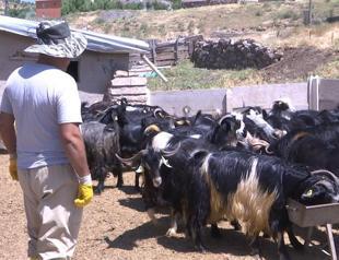 Price of sacrificial animals tripled before Eid al-Adha