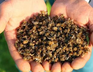 Türkiye struggles with mass bee deaths