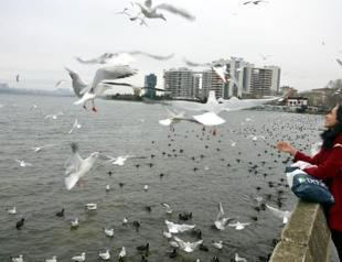 Nearly 1.4 million water birds counted across Türkiye