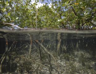 World’s biggest bacterium found in Caribbean mangrove swamp