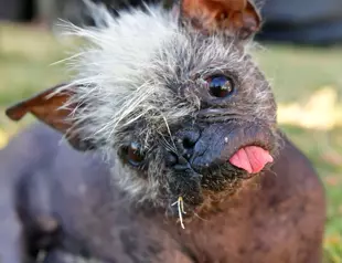 World’s ugliest dog: Mr Happy Face