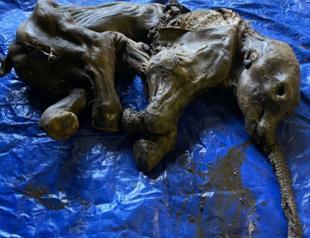 Canadian gold miners find rare mummified baby woolly mammoth