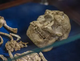 Early human ancestors one million years older than thought
