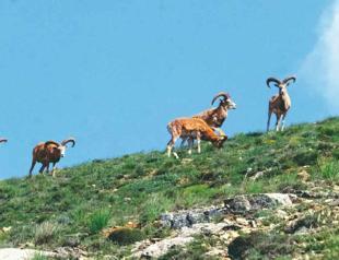 Endangered mountain sheep adapts back to nature