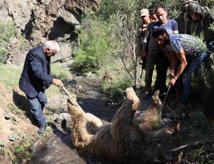 Bear kills man, goes succumbed to death