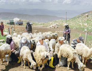 Afghan shepherds in Tunceli dream of home
