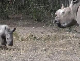 White rhinos return to Mozambique park after 40 years