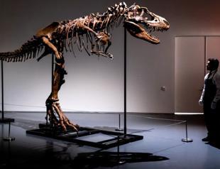 Gorgosaurus tipped to fetch $8 mn at New York auction