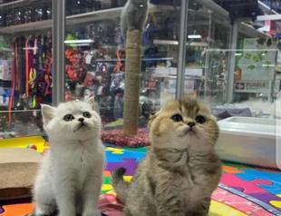 Ban on selling of cats, dogs in pet shops to take effect soon