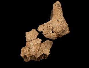 Oldest European human fossil possibly found in Spain