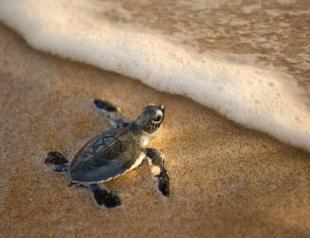 Qatari children help give endangered turtles second chance