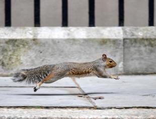 UK mulls contraceptives for grey squirrels