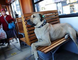 Istanbul’s famous stray dog ‘Boji’ becomes cryptocurrency