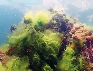 New mucilage to form in Marmara Sea: Expert