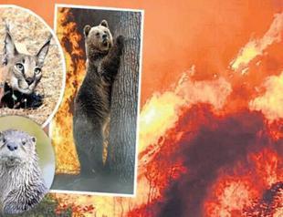 Centers formed to protect wildlife animals impacted by wildfires