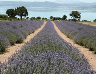 Türkiye growing lavender in 20,000 decares: Official