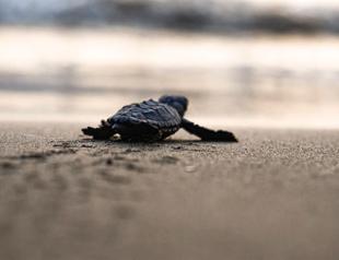 First baby Caretta hatched after nesting works