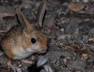 Endangered jerboa spotted in Sivas