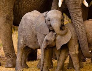 Elephants in Thailand 'Broken' for Lucrative Animal Tourism