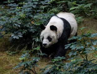 World’s oldest male giant panda dies at age 35 in Hong Kong