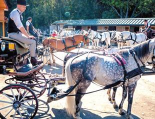 Vienna’s horse-drawn carriages feel the heat