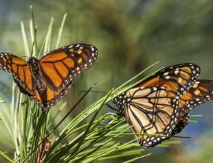 Beloved monarch butterflies listed as endangered
