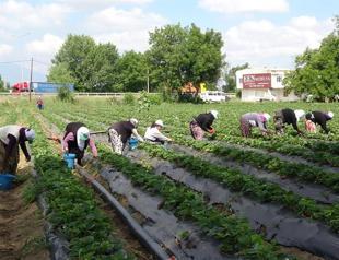 Private companies to lease farmlands abroad: Ministry