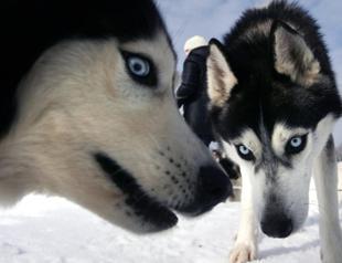 Ancient Siberian dogs relied on humans for seafood diets