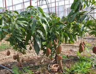 Tropical fruit exports rise 85 percent