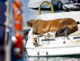 Boat-bending walrus visitor makes a splash in Norway
