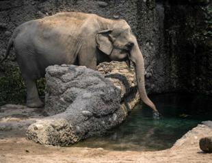 Deadly elephant virus stalks Zurich zoo