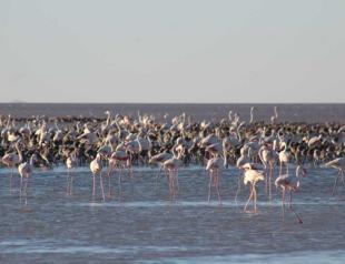 Ministry to prevent flamingo deaths in Lake Salt