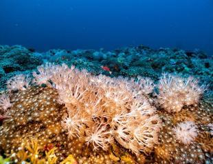 Underwater heat 'inferno' ravages Mediterranean corals