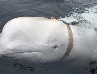 Beluga whale spotted in France’s Seine river