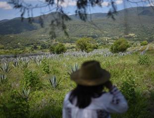 Craft distillers fear mezcal will become victim of own success