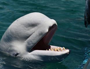 Beluga whale trapped France's Seine River dies