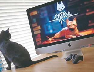 Purrfection: How video game ‘Stray’ transfixed cats