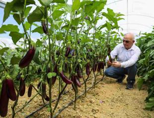 Farmer exports local eggplant to Italy