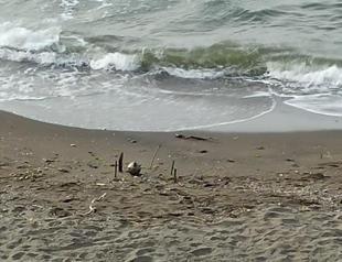 Bomb squad destroys suspicious object on Black Sea coast