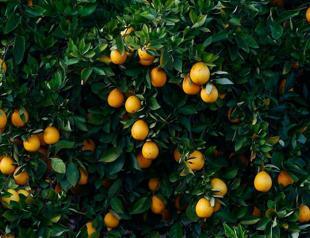 Tons of fruit stranded in EU, S.Africa battle of oranges
