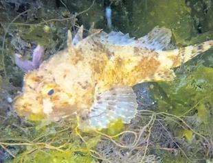 Gurnard returns to Marmara Sea as mucilage vanishes