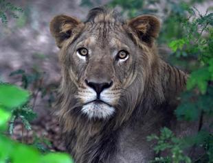 Pakistan lions up for auction