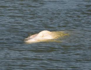 ’Little hope’ of saving beluga whale stranded in Seine river