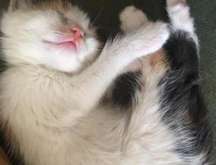 Woman fined for leaving her cat on street