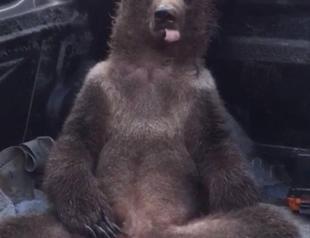 Bear passes out from ‘mad honey’