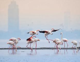 Flamingo documentary gains award in US festival