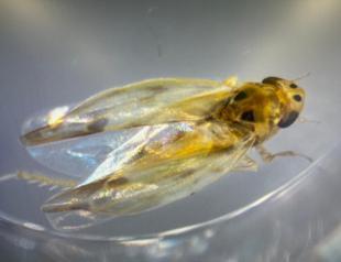 Research unveils ‘leafhopper’ risk in Türkiye