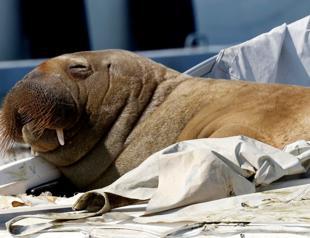 Norway mulls euthanizing walrus that won hearts in Oslo fjord